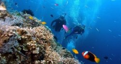 在富国岛潜水观赏珊瑚礁