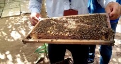 探访蜜蜂养殖场