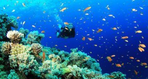 潜水观赏珊瑚礁