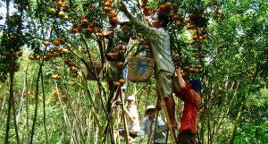 湄公河三角洲的水果园